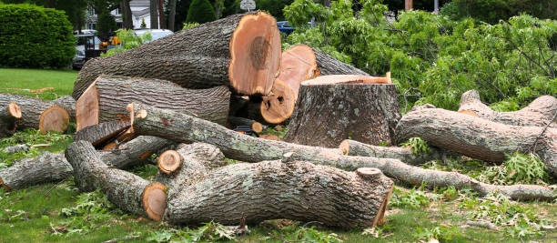 Trusted Colesville, MD Tree Care Experts