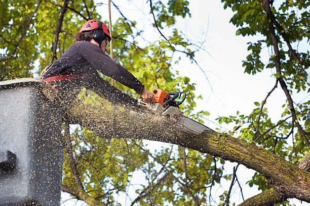 Seasonal Cleanup (Spring/Fall) in Colesville, MD